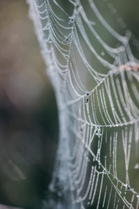 Spider web with water drops, close-up Spider web with water drops, close-up